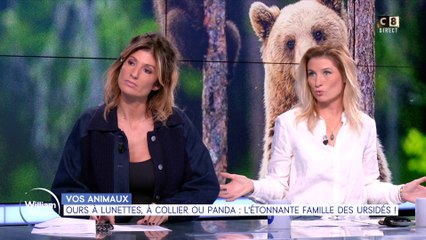 Vos animaux : Ours à lunettes, à collier ou panda, l'étonnante famille des ursidés !