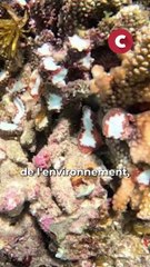 A Tahiti, une barge des JOP 2024 détruit les coraux du récif de Teahupoo