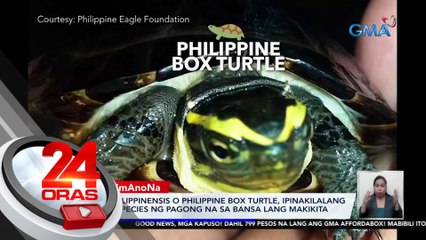 Cuora Philippinensis o Philippine Box Turtle, ipinakilalang bagong species ng pagong na sa bansa lang makikita | 24 Oras