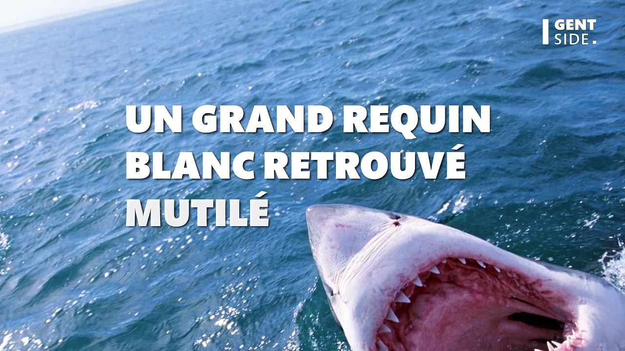 Un grand requin blanc a été retrouvé mutilé et on sait qui sont les coupables