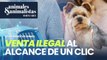 Venta ilegal de mascotas al alcance de un clic