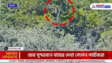 নদীতে নিঃশব্দে সাঁতার কাটছিল! ফের সুন্দরবনে বাঘের বিরল দর্শন