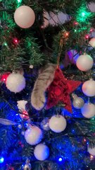 Cat Refuses to Leave Christmas Tree