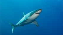 Riesiger Weißer Hai verstümmelt aufgefunden: Es ist unfassbar, wer der Täter ist