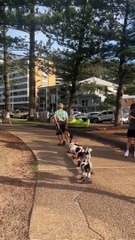 Pack of Costumed Dogs Ride on Train of Skateboards