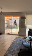 Greyhound Jumps With Excitement