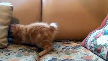 Video cats فيديو قطط