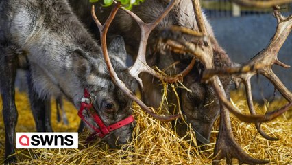 Britain's loneliest reindeer 'glowing like Rudolph' after finding mate for Xmas