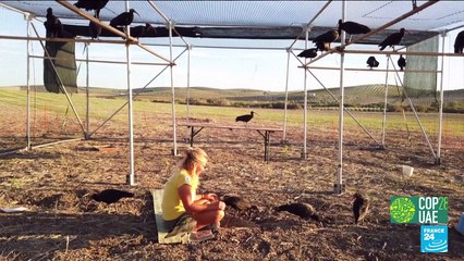 Changement climatique : les oiseaux migrateurs menacés