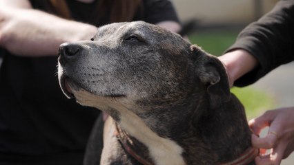 Homeless in winter: Fewer than 10% of shelters allow pets