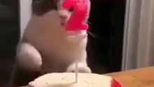 قطط مضحكة