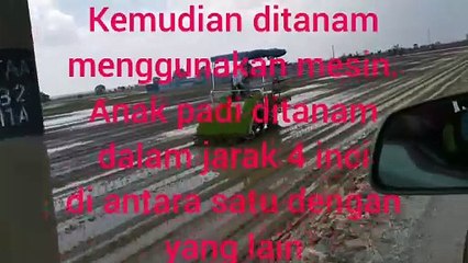 Menanam padi di Sungai Burung, Sekinchan, Selangor