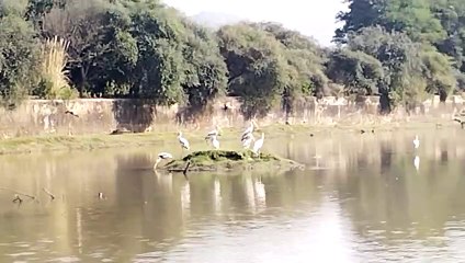 Migratory birds have started arriving in Sariska, they are playing pra