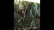 Homem escorrega de árvore, cai no rio e é internado em estado grave em Porto União
