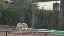 ‘Wolf-dog hybrid’ filmed roaming neighbourhood in Maryland