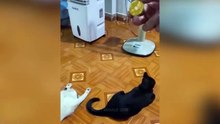 Funniest Animals 2023  Funny Cats and Dogs  ｜ Funny Animal Videos