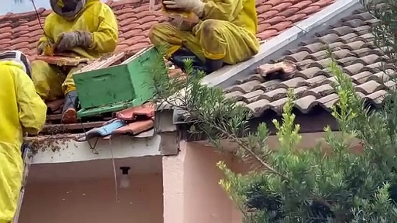 Defesa Civil realiza retirada de enxame de abelhas no Santa Felicidade
