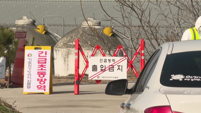 익산 닭 사육 농장 2곳서 고병원성 AI 확진...살처분 범위 확대 / YTN