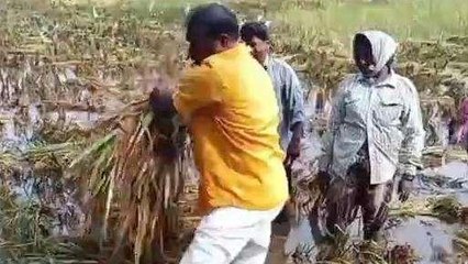 పశ్చిమ గోదావరి: బురదలోకి దిగి రైతులకు సాయం చేసిన నిమ్మల... వీడియో
