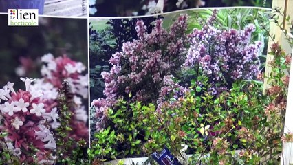 Minier Professional Solutions Remporte le Prix Coup de Cœur pour ABELIA Chinensis Autumn Festival 🌸