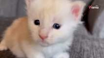 Son chaton grandit étrangement vite : 42K personnes pensent à une blague (vidéo)