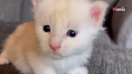 Son chaton grandit étrangement vite : 42K personnes pensent à une blague (vidéo)