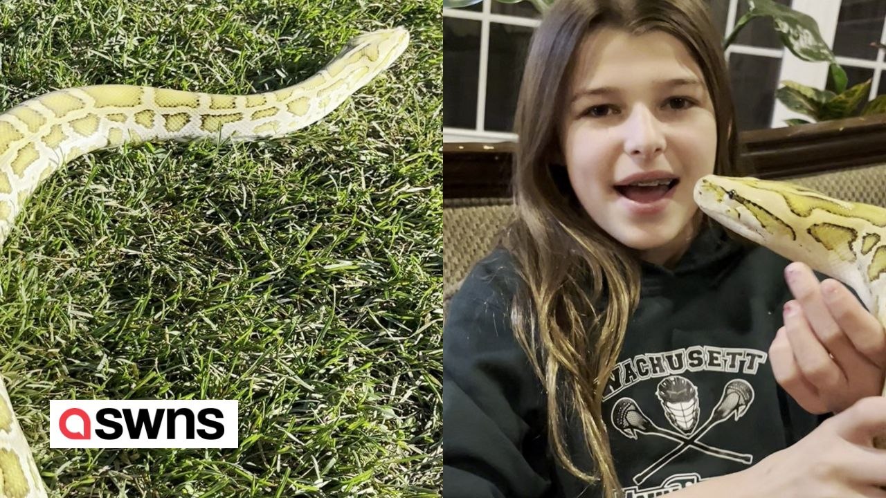Family live with 10ft Burmese python and love to cuddle him like a lap ...