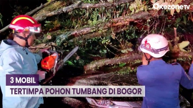 Hujan Disertai Angin Kencang, 3 Mobil Tertimpa Pohon Tumbang di Bogor