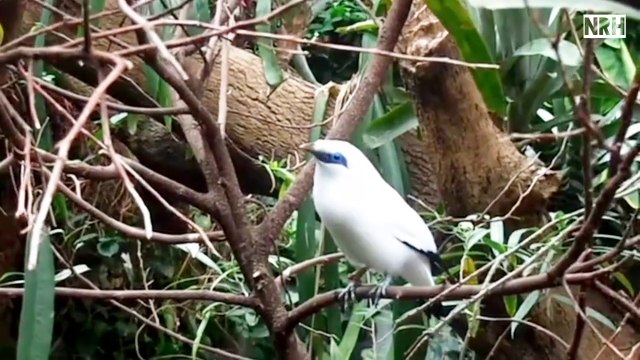 Natural relaxation with most beautiful nature, birds, flowers, waterfalls, natural beauty, swans, landscapes, seascapes, colourful fishes in cristal water, water waves & mind blowing music.