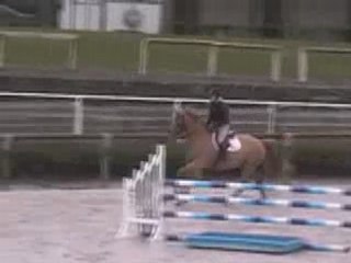 Elton Rouge Z: 2003 Hongre Z by Erudit & Hispana