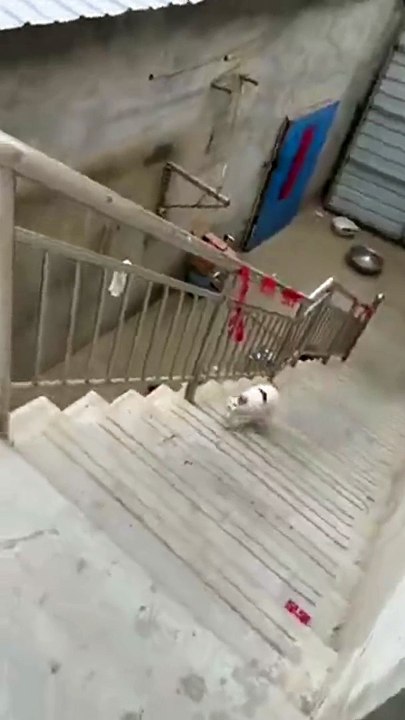 Ce chat n'est pas le roi du Parkour