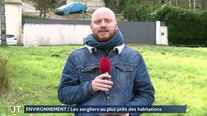 ENVIRONNEMENT / Les sangliers au plus près des habitations