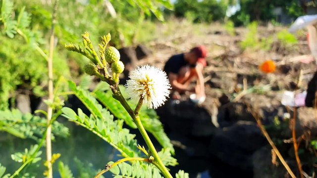Golden Apple Snails in Super Spicy Thai Sauce - Catching Giant Snails in the Spring Season