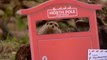Meerkats post Christmas wish list to Santa at Whipsnade Zoo