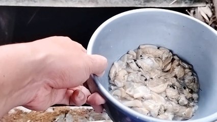 Induk lele MATANG GONAD sempurna dengan pakan alternatif GRATIS ini, TANPA MODAL