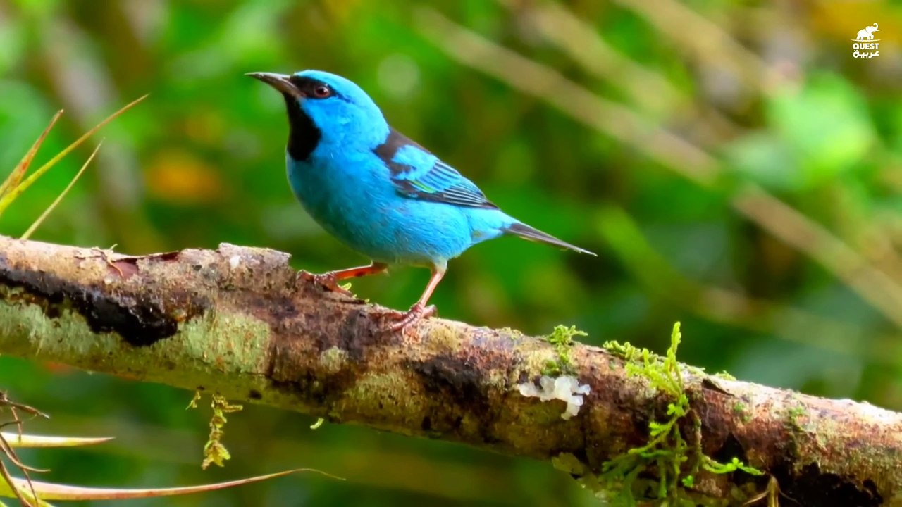 طائر آكل العسل ذو الأرجل الحمراء عصفور صغير مغر...