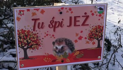 UWAGA - tu śpi jeż! Strefy zimowania dla jeży pojawiły się w parku miejskim w Łobźenicy