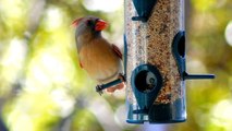 14 Things You Should Never Put in Bird Feeders, According to Experts