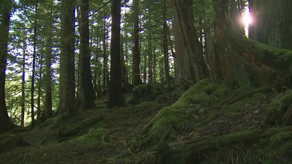 ID DISCOVERY - A GRANDE FAMÍLIA DO ALASCA