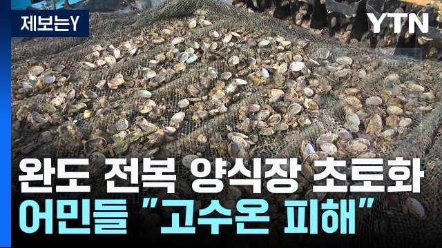 [제보는Y] 완도 전복 양식장 초토화... 고수온 피해 Vs 근거 없어 / YTN
