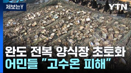 [제보는Y] 완도 전복 양식장 초토화..."고수온 피해" Vs "근거 없어" / YTN