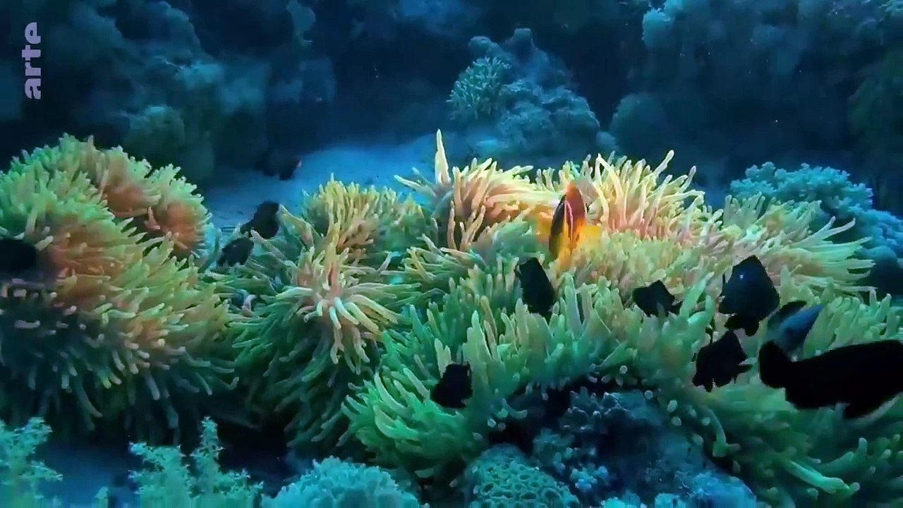 Ces drôles de poissons _ ARTE Family
