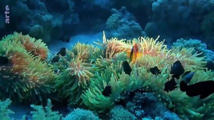 Ces drôles de poissons _ ARTE Family