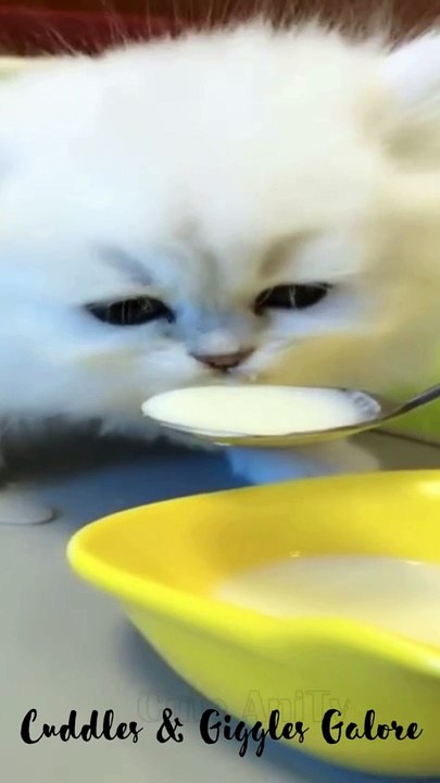 Cuddles & Giggles Galore