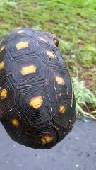 Man Helps a Turtle Cross the Road