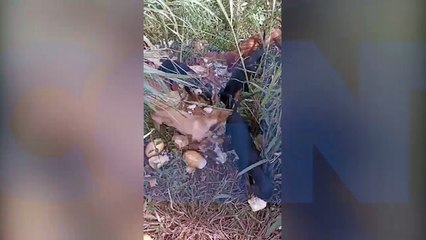 Família de cachorros é abandonada na Estrada Rio da Paz