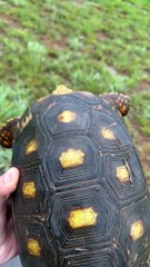 Man Helps a Turtle Cross the Road