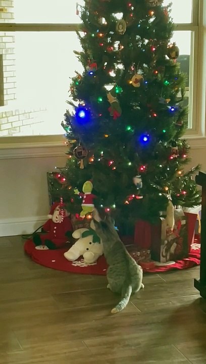 Kitty Claims The Grinch