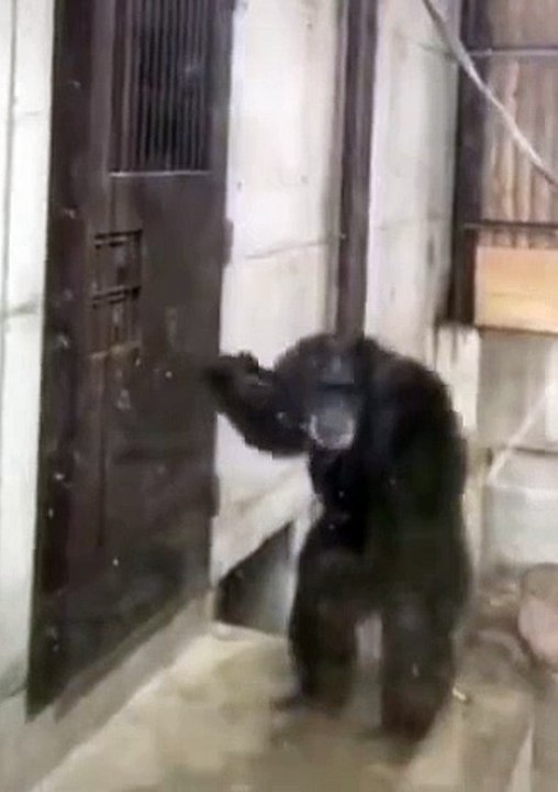 Monkey 