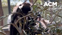 Altina welcomes new baby lemurs